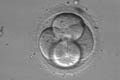 胚移植の出産予定日